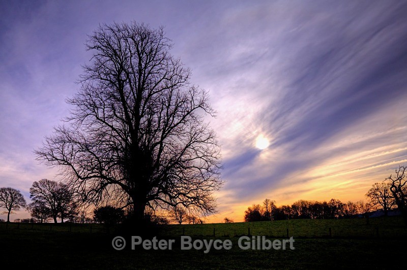Saltram Park at dusk - The Countryside