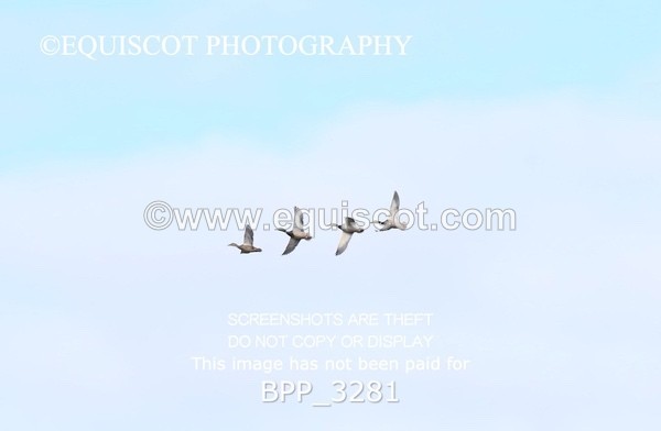 BPP_3281 - CLASS 2  Club/ Unaffiliated 80cms Open