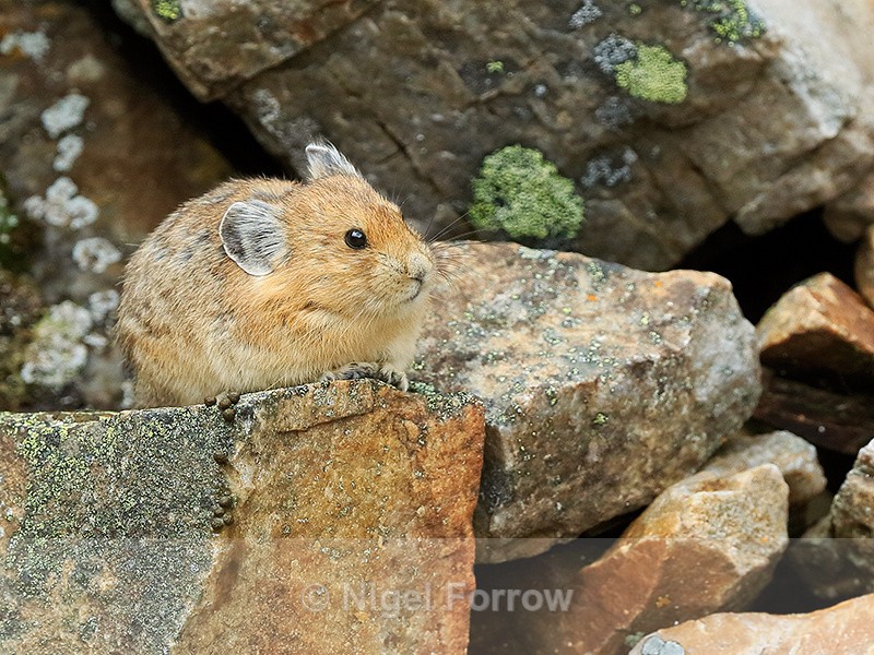 American Pika resting on a rock, Moraine Lake, Canada - Pika