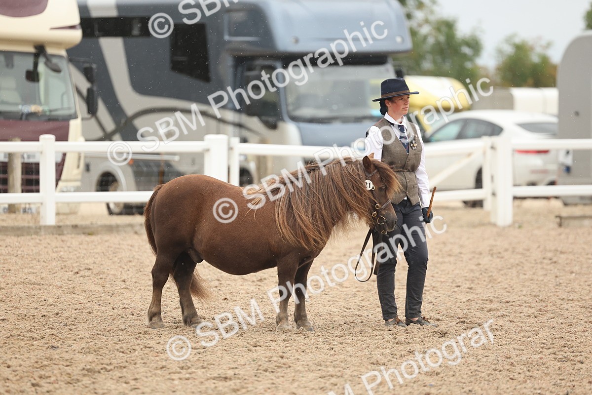 SBM_19348 - Class 317 - IH Pure Bred Horse-Pony