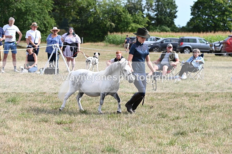 WJ6_7052 - Class 21 Shetland & Mini Horses
