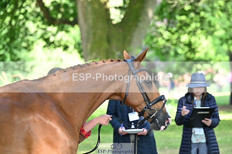 250521A-162252-01101 - C-217-Polly.Kilgour-RENKUM.LADY.VOS