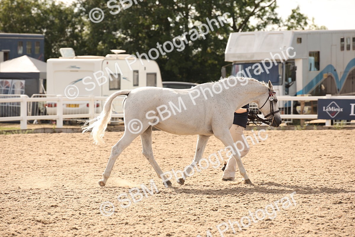 SBM_08190 - Class 27 - IH Competition Horse-Pony