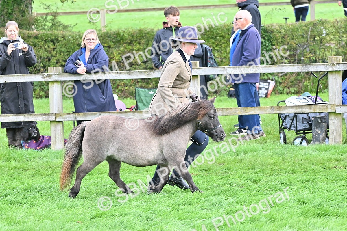 SBM_56937 - S45 - Coloured Pony In Hand