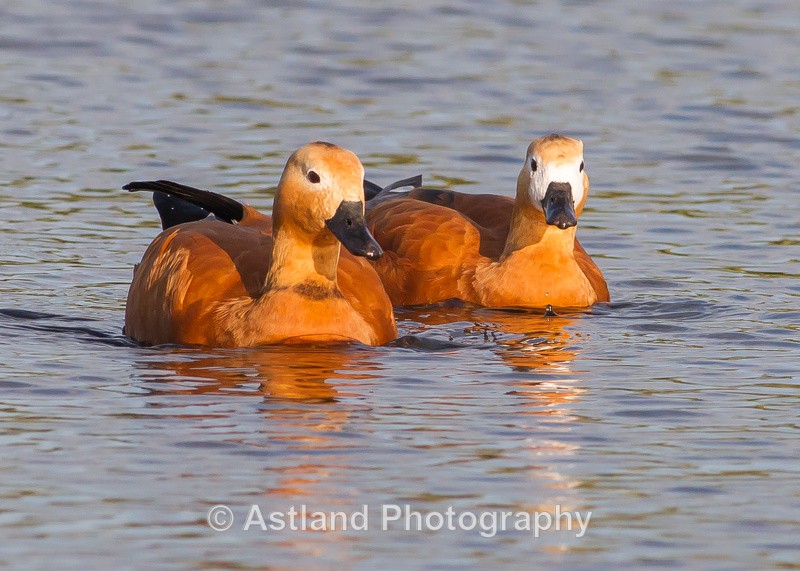 Astland Photography, Bird and Wildlife Images, Susan and Peter Wilson, U.K.