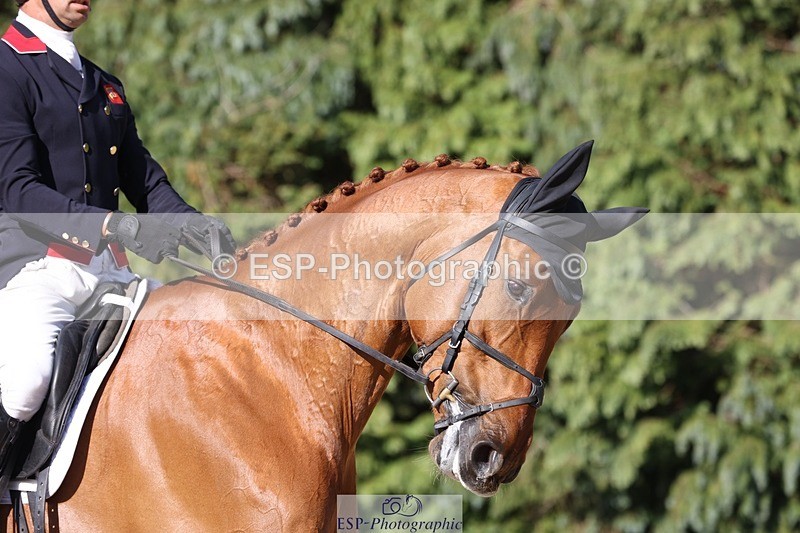 230526-174925-08039 - 181-AMIRO_ISLAND-Harry_Meade-WEDTrotUp+DR
