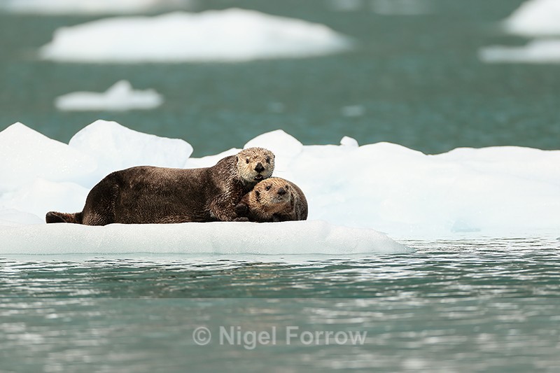 Sea Otter adult and kit on ice floe, Prince William Sound, Alaska - Otter