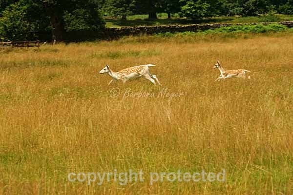 Fallow Deer hind & fawn - Bradgate Park - Bradgate Park
