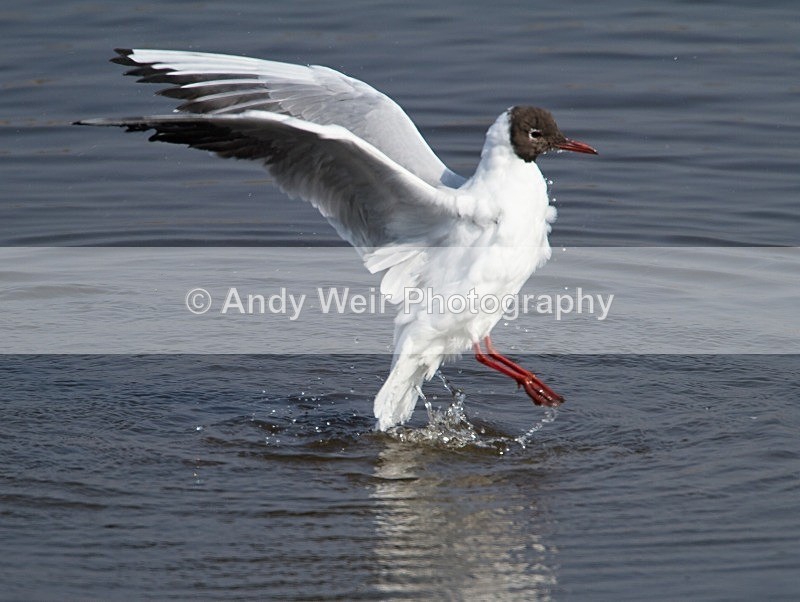 20120324-_MG_9803 - Black-headed Gull