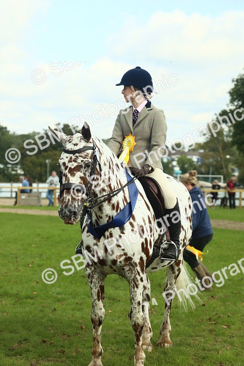 SBM_62538 - S62 - Foreign Breeds Ridden