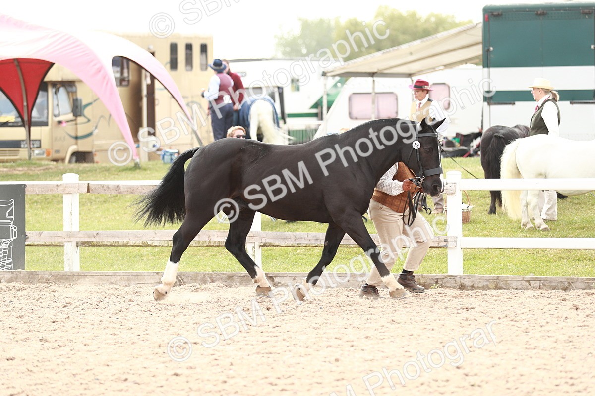 SBM_13169 - Class 208 IH Veteran Horse