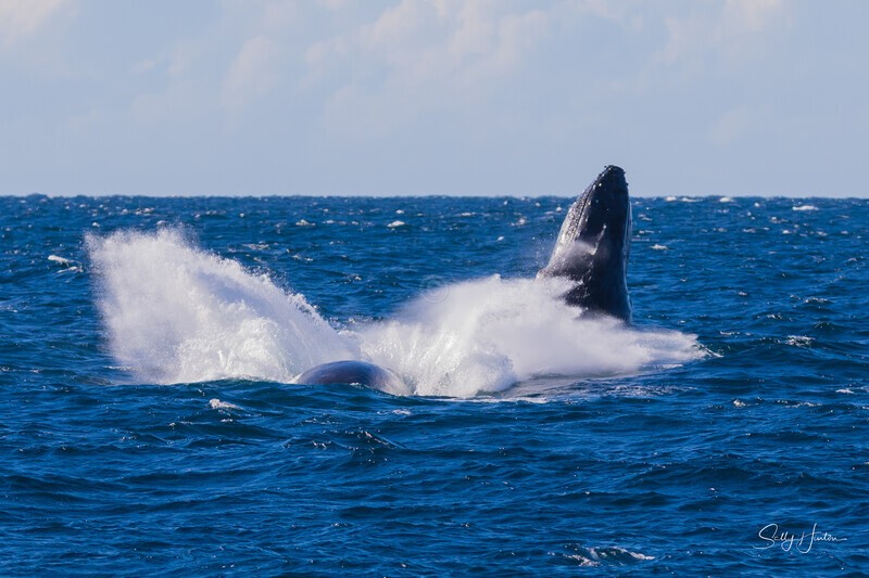 Double Head Lunge 3. 0A3A1704 - 2025 Whales