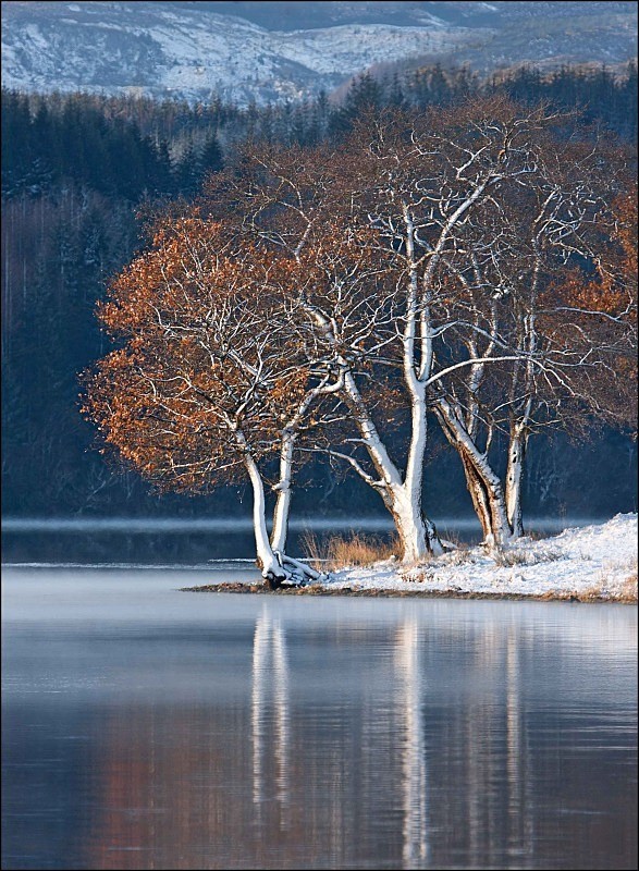Trees and Snow - Landscapes