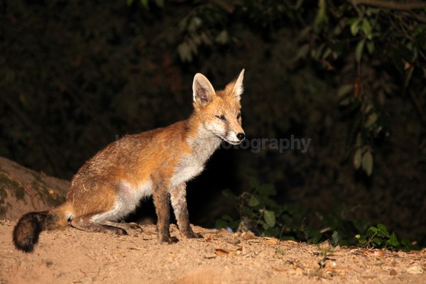 Red Fox_ AGTO183 - Wildlife, Mammal Photography, Great Britain
