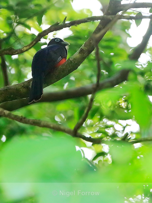 Baird's Trogon (male) perched high in a tree, Costa Rica - Baird's Trogon