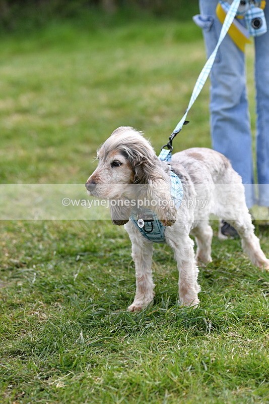 WJ5_0212 - Class 5 Best Veteran / 7 years & over