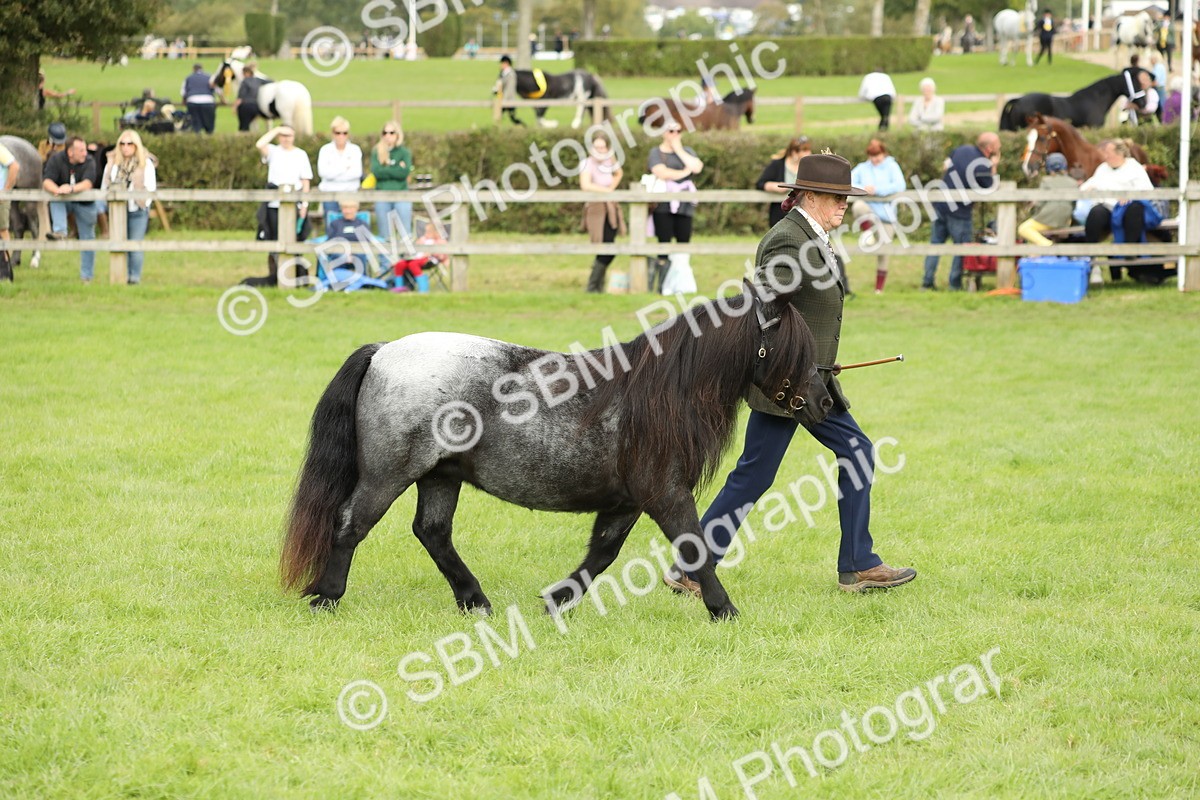 SBM_62788 - S46 - Mountain & Moorland In Hand Small Breeds