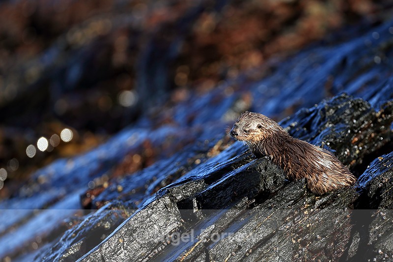 Marine Otter sat on rock looking out to sea, Chanaral Island, Chile - Otter