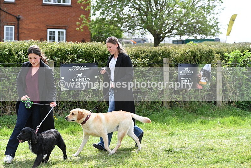 WJ5_9838 - Class 3 Most Handsome Dog