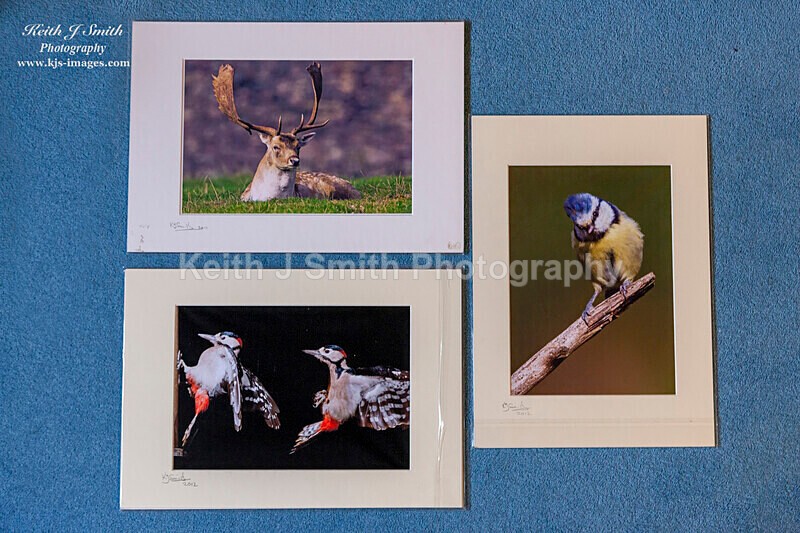 0SKJ9327 - Mounted prints for sale.