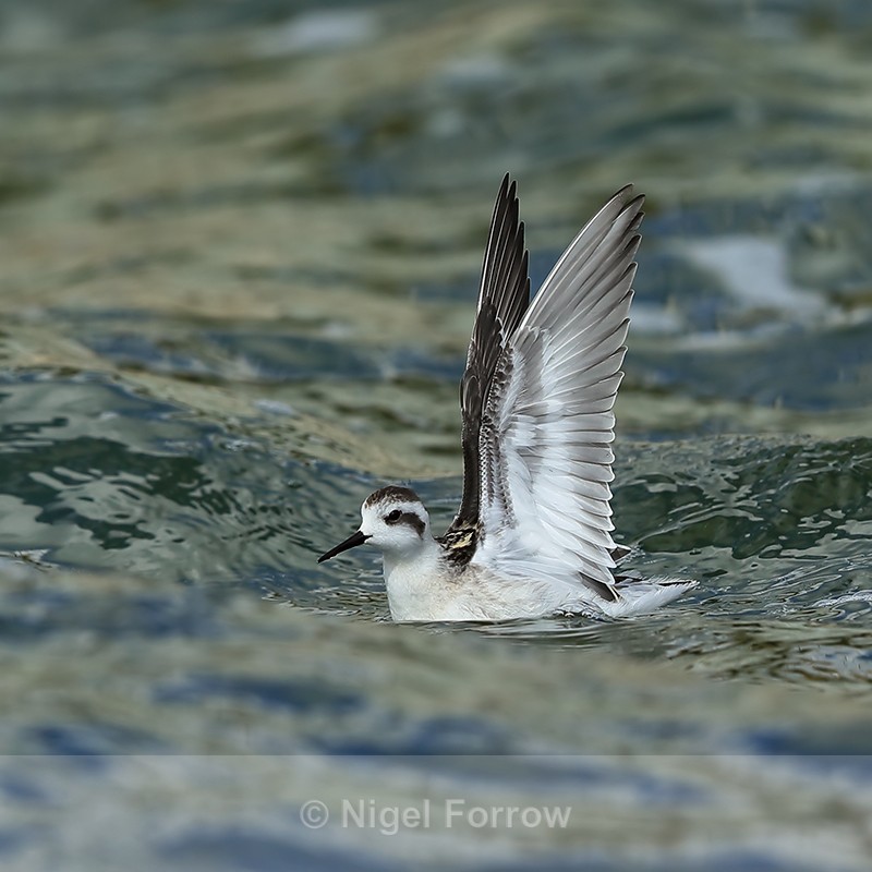 Red-necked Phalarope wing stretch, Farmoor - Red-necked Phalarope