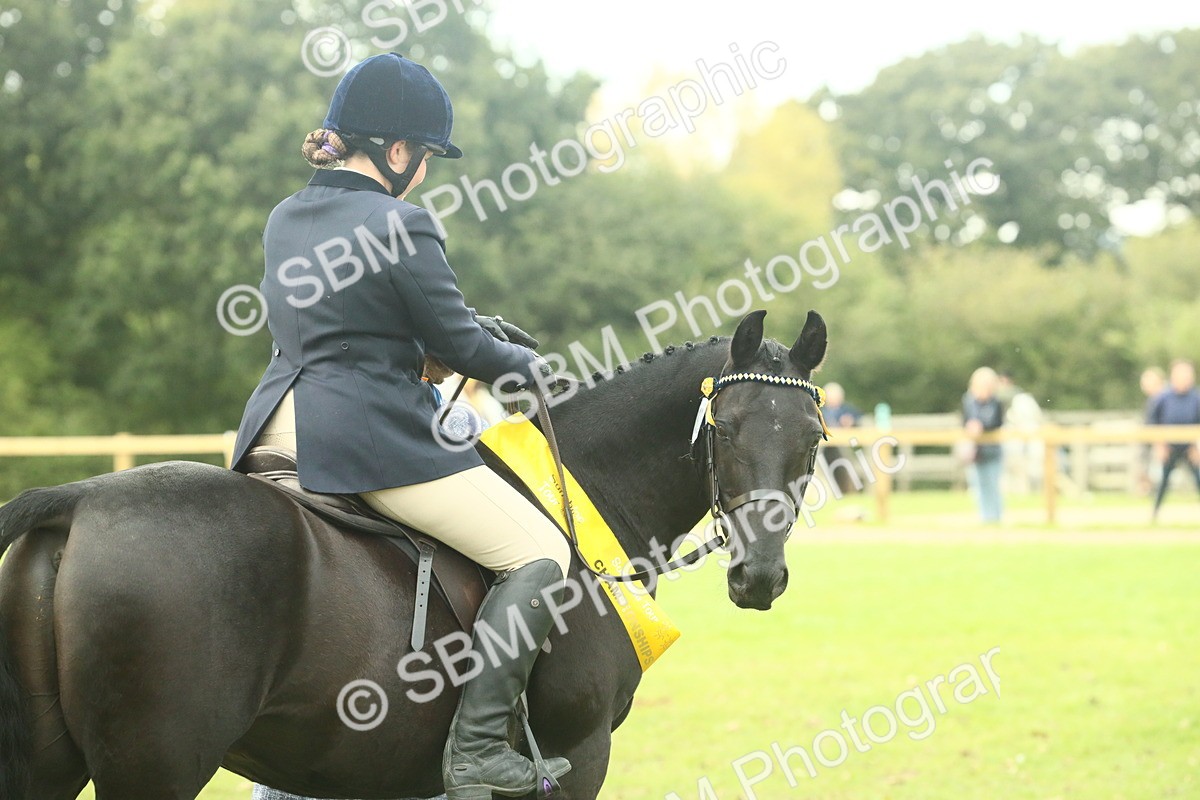 SBM_74119 - S 61 - Show Pony & Show Hunter Pony Ridden