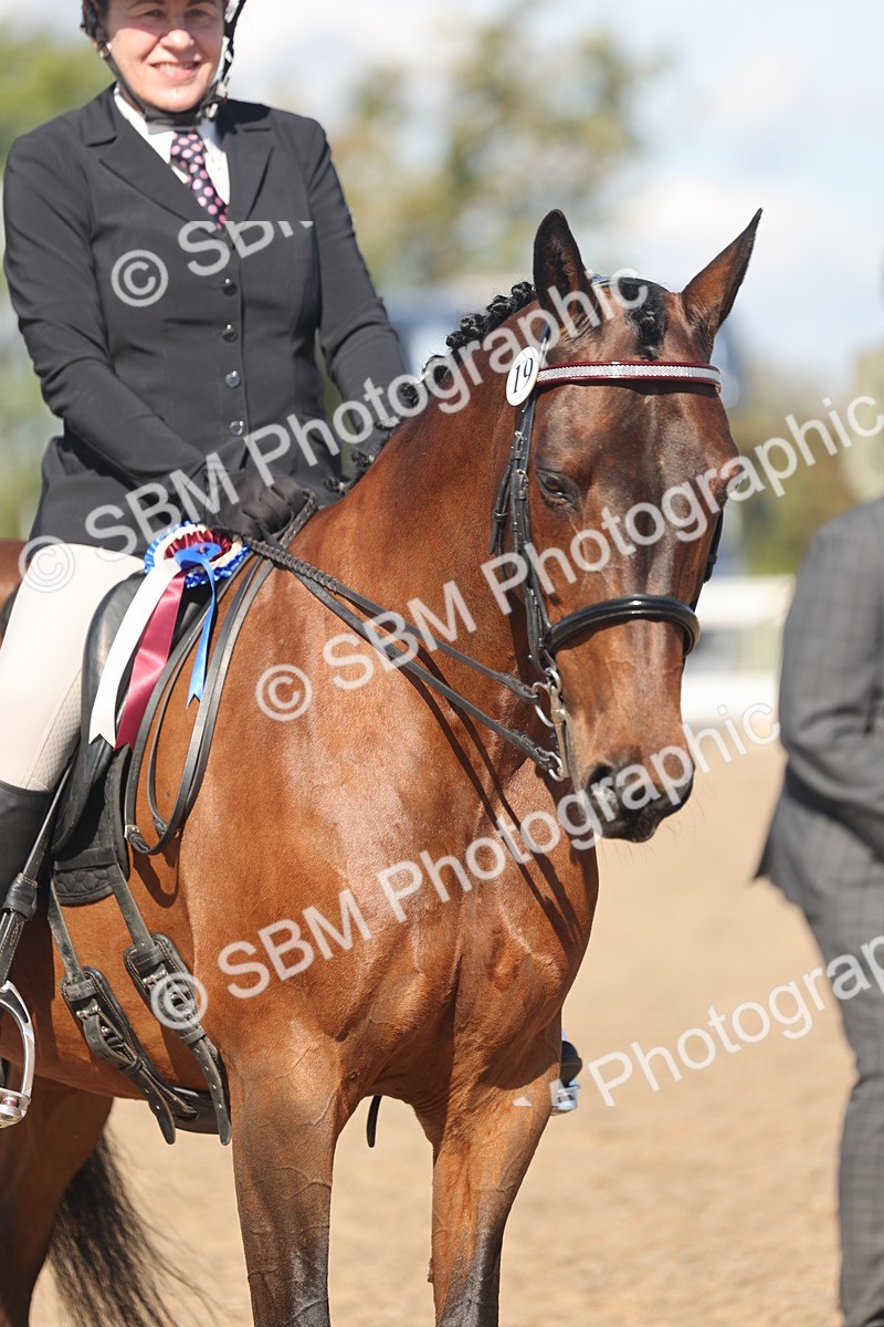 SBM_13126 - Class 305 - Ridden Foreign Breed Pure Bred