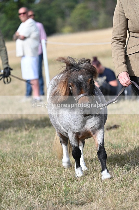 WJ7_8095 - In-hand Championship