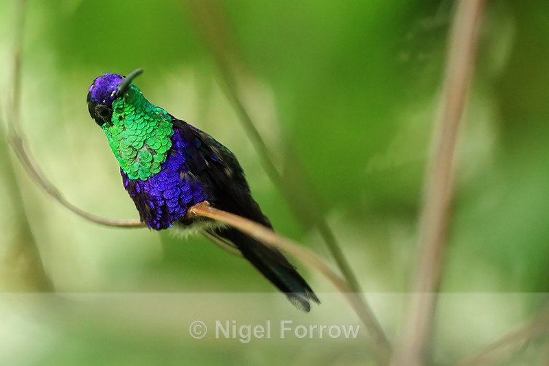 Violet-crowned Woodnymph, Pipeline Road, Panama - Violet-crowned Woodnymph