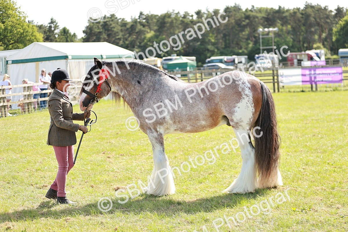 SBM_08878 - Class 63-65 - Traditional Gypsy Cobs In Hand & Ridden