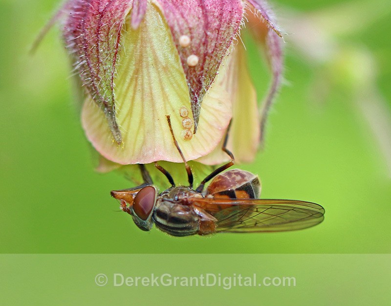 Rhingia nasica - Bees, Beetles, Bugs