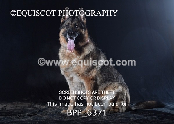 BPP_6371 - CARLA DOGS