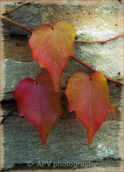  - Petals and Leaves