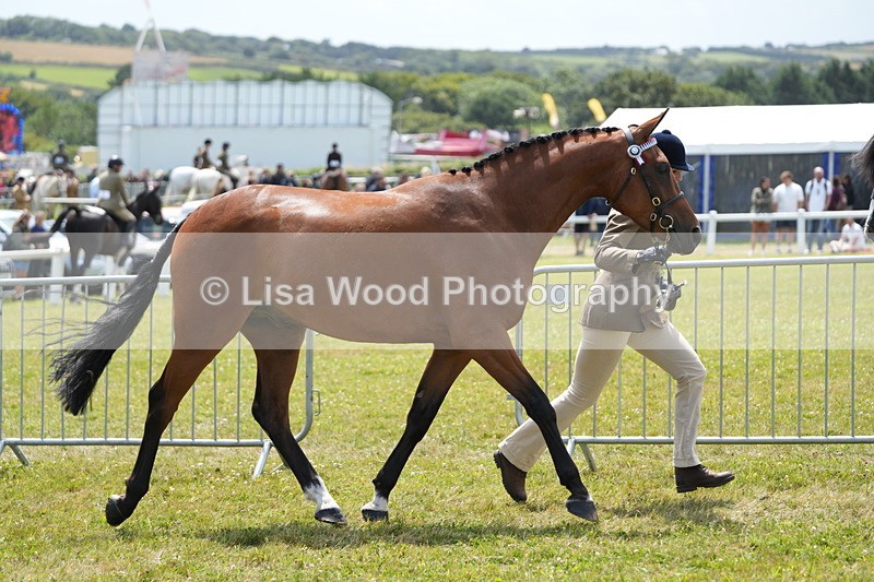 DSC06359 - Class 55: Hunter/Riding Horse/Hack 3 & 4 yr olds