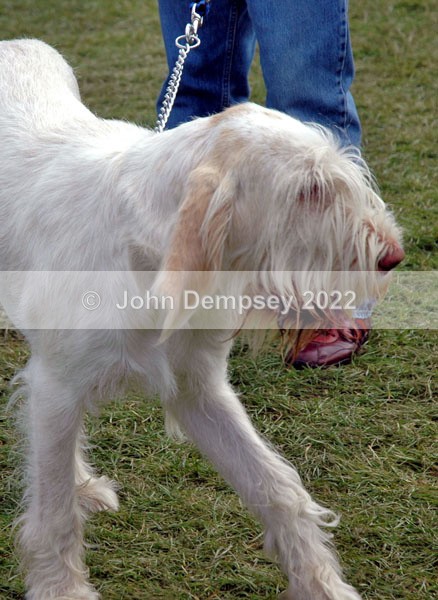 Glamis 28 - Walking the Dog