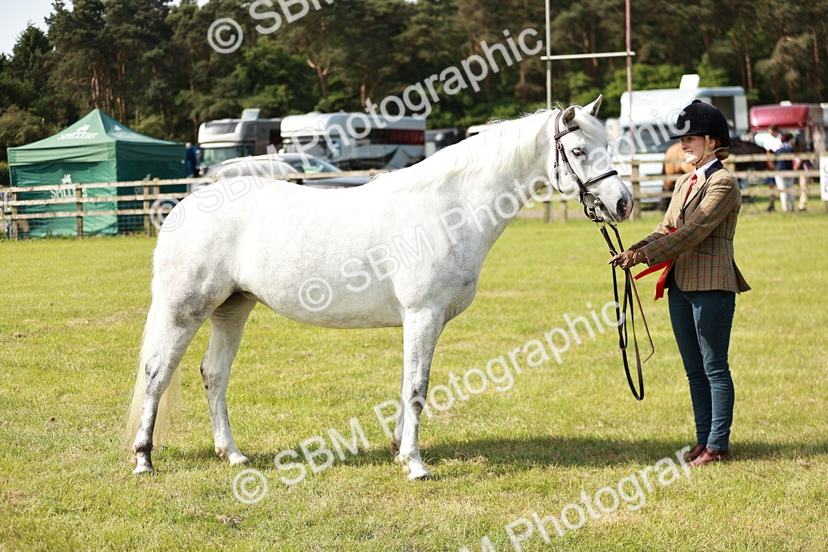 SBM_01647 - Class 14-23 - Mountain & Moorland In Hand Non Welsh