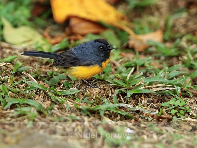 Slate-throated Redstart on ground, Costa Rica - Slate-throated Redstart