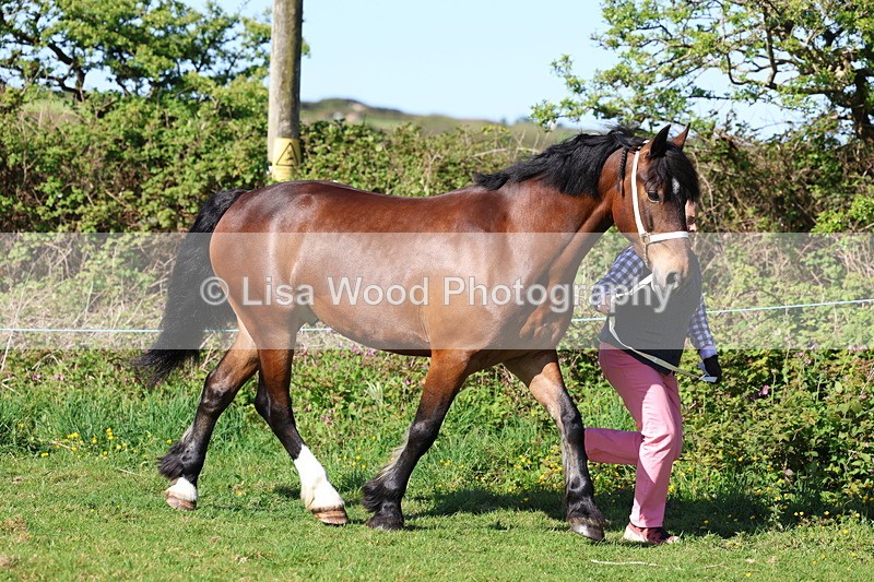 3E7A8595 - Class 13: M & M Large Breeds