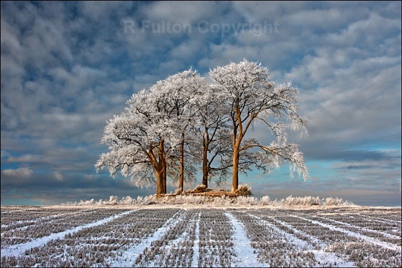 Winter Field - Landscapes