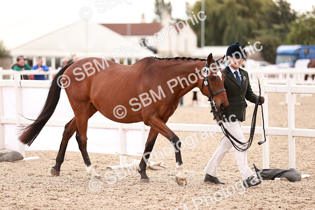 SBM_16180 - Class412 - Handsome Gelding (IH  or Ridden) Adult