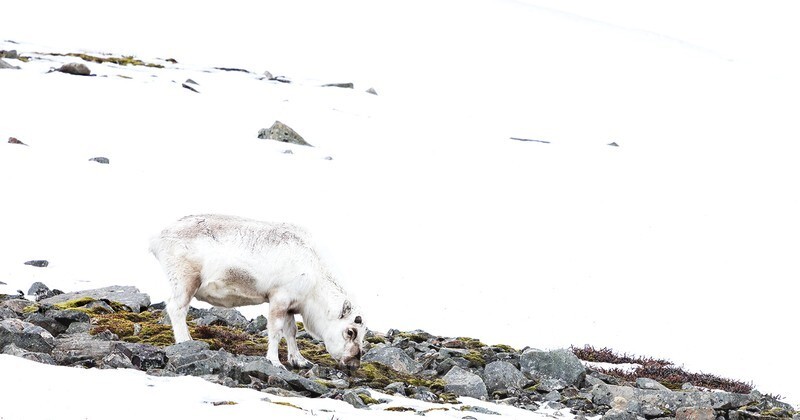  - Svalbard