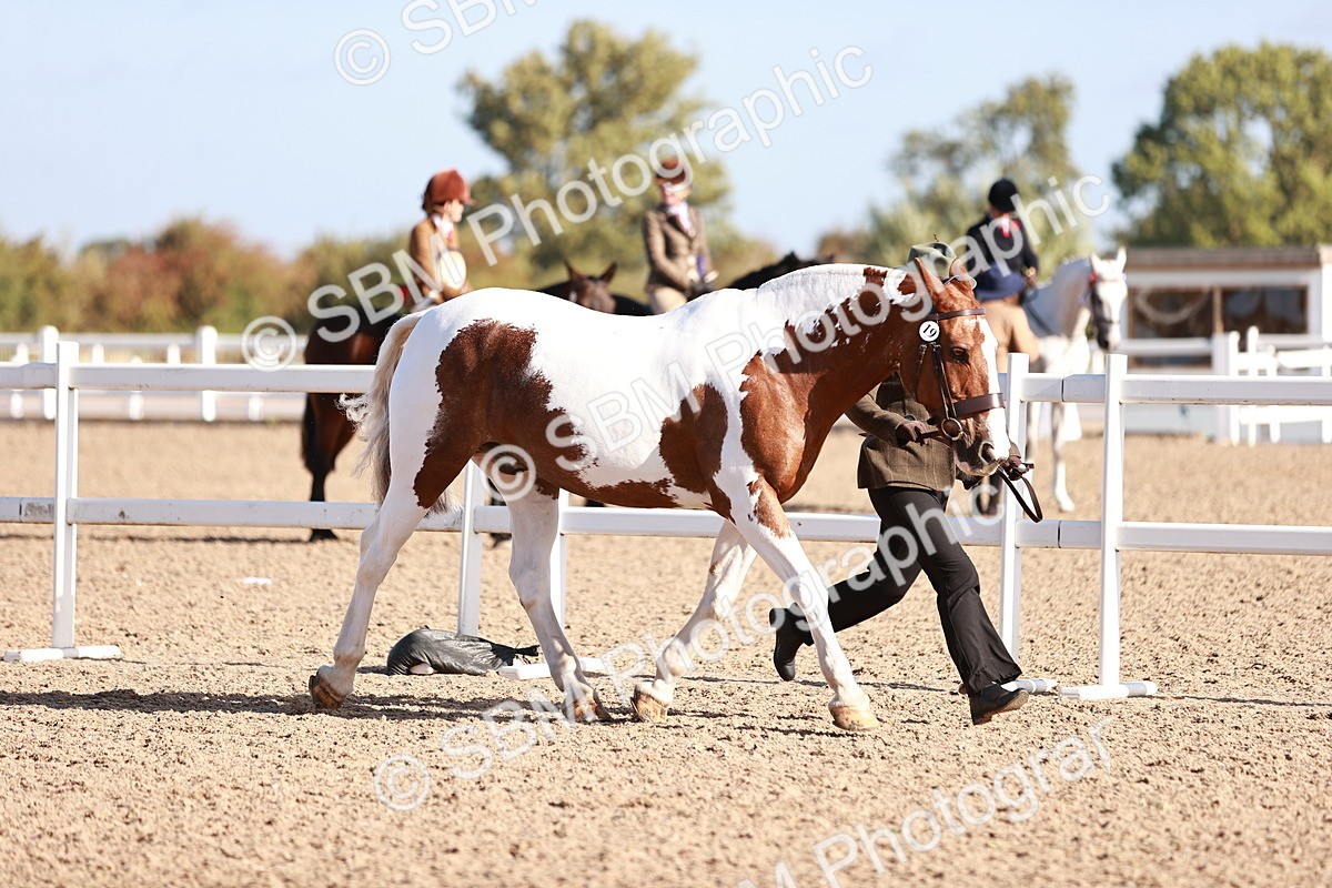 SBM_22010 - Class 702 - IH Show Horse-Pony