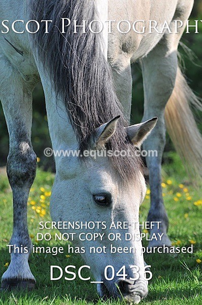 DSC_0436 - ARCHIVE REQUEST - Quincy and Guinness