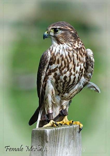 _DSC1442 - Birds of Prey Workshop