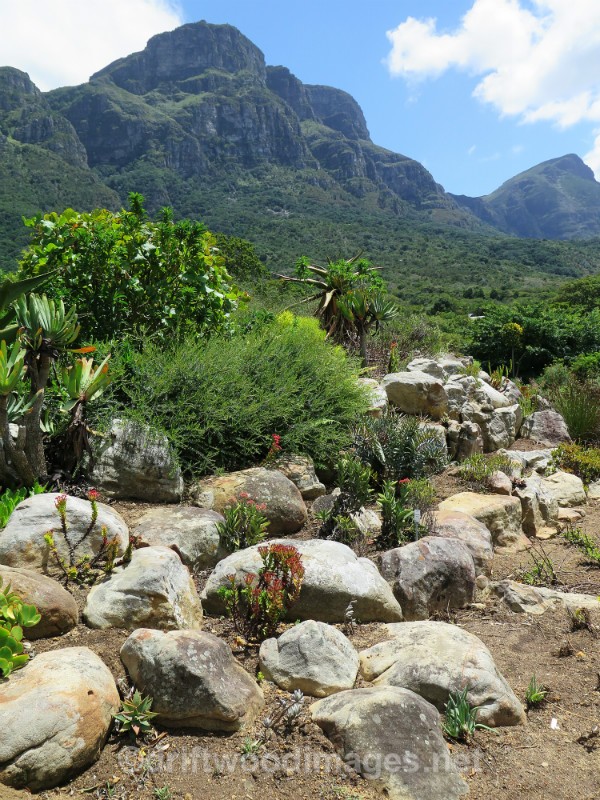 South Africa Cape Town National Botanical Garden 2 - Cape Town, South Africa