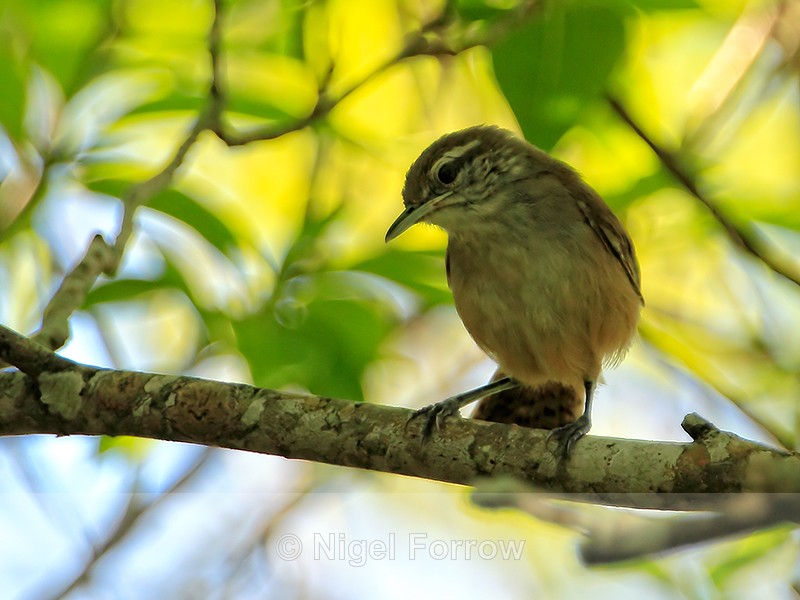 Cabanis's Wren perched, Costa Rica - Cabanis's Wren