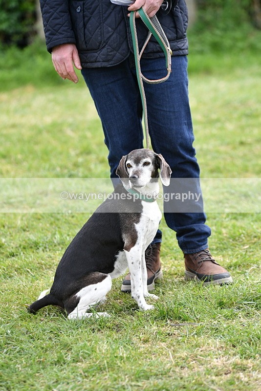 WJ5_0168 - Class 5 Best Veteran / 7 years & over