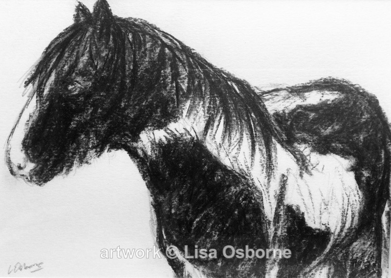 Old friend - Horses/Ponies