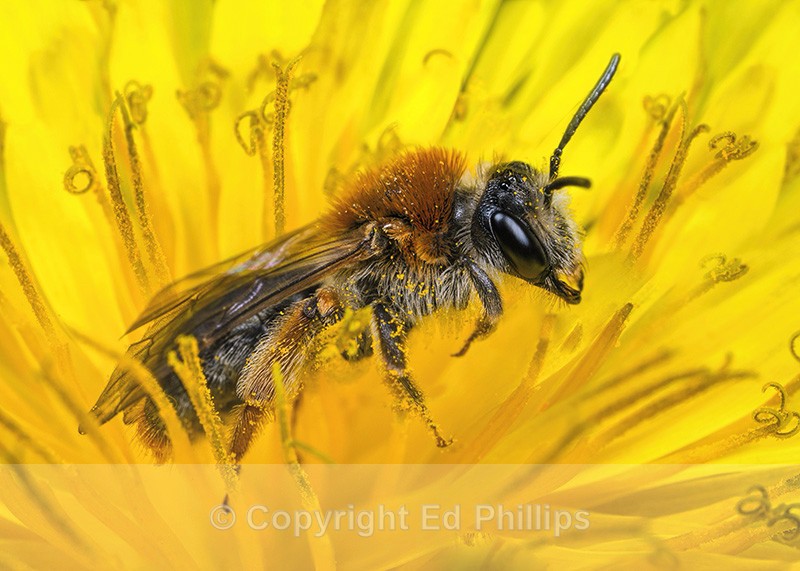 Andrena haemorrhoa (f) - Andrena haemorrhoa