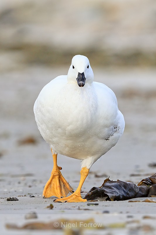 Kelp Goose (male) approaching, Carcass Island, Falklands - Kelp Goose